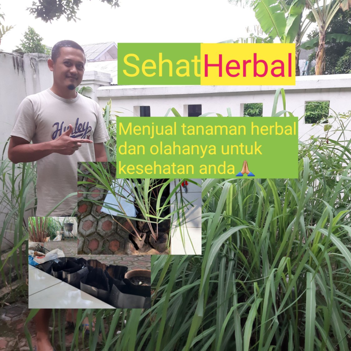 sehatherbalindo99