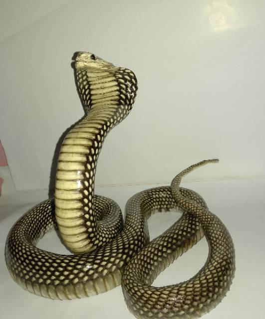 Patung ular cobra model 1E
