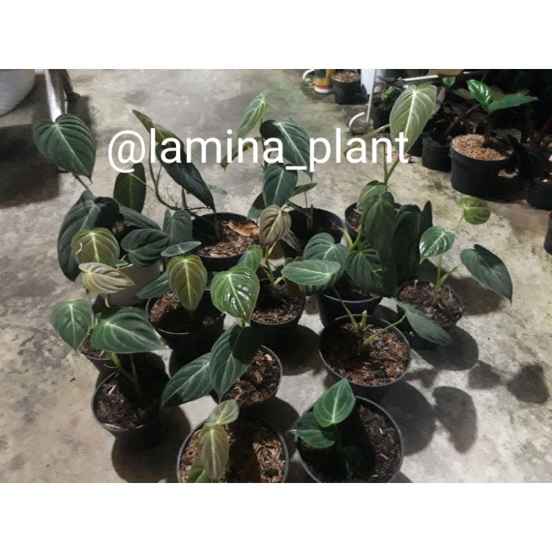 Philodendron melanochrysum