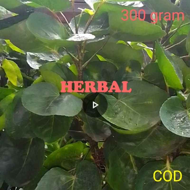 

Daun Herbal Mangkokan Untuk Melancarkan Kencing Asi Radang Payudara