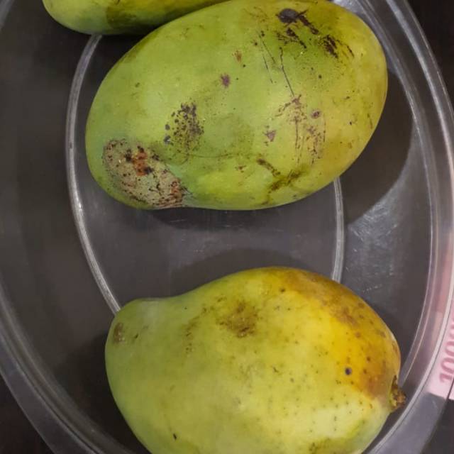 

Mangga harum manis