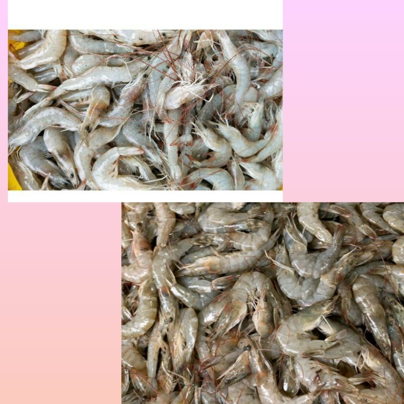 

UDANG VANAME KECIL SEGAR