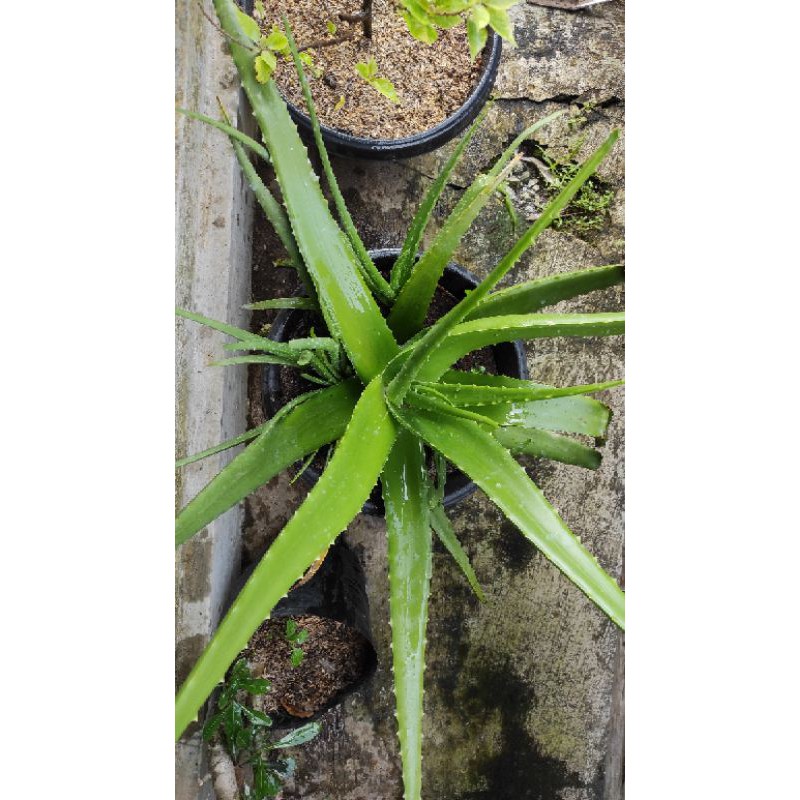 bibit lidah buaya / pelepah lidah buaya / lidah buaya / lidah buaya murah