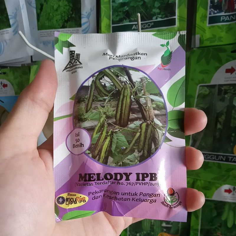 Benih Kecipir Ungu Melody Ipb Isi 50biji