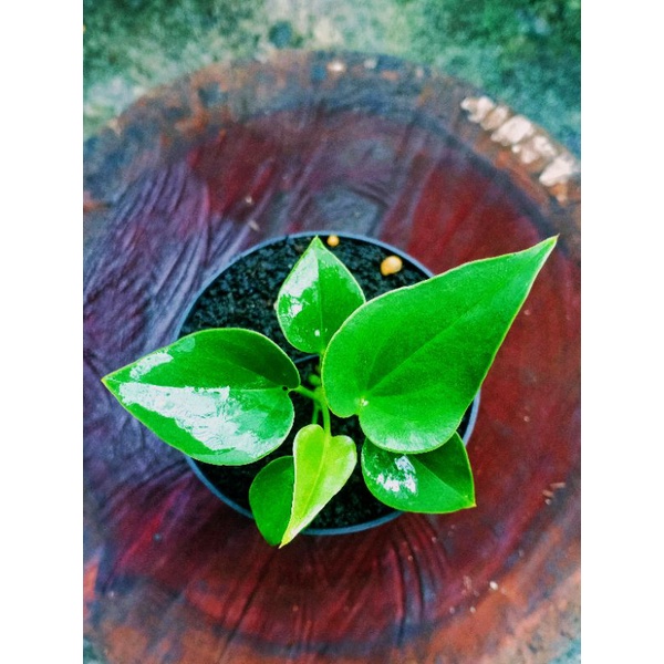 Bibit Anthurium Corong - Antorium