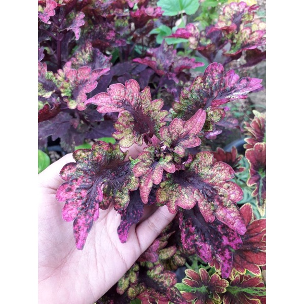 miana keriting miana ekor naga