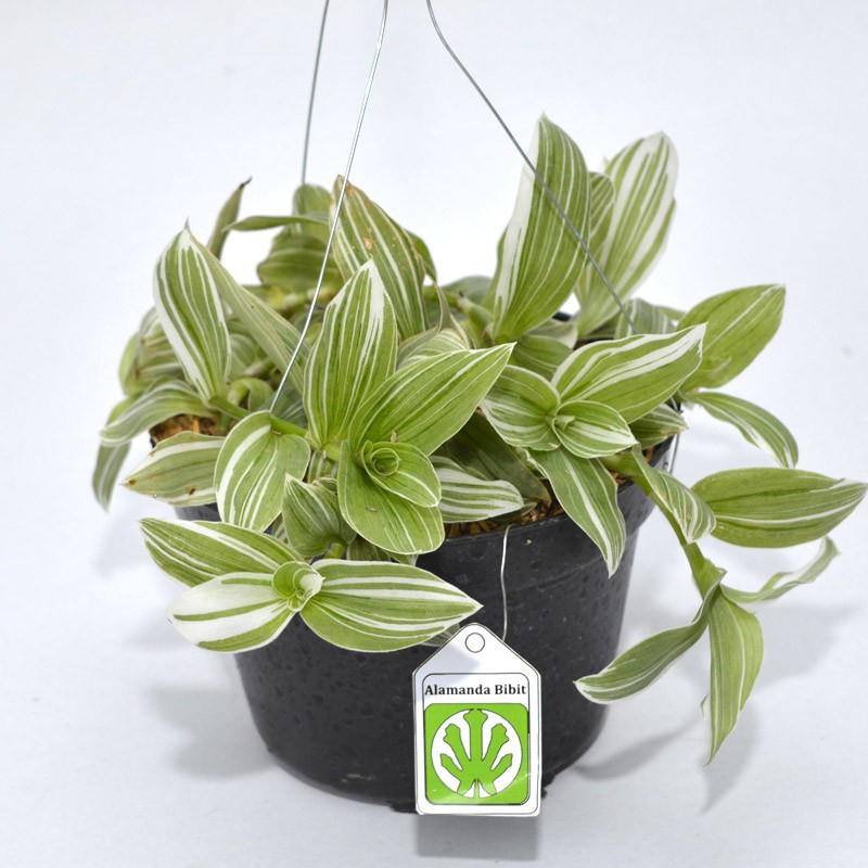Tanaman Hias Tradescantia Fluminensis