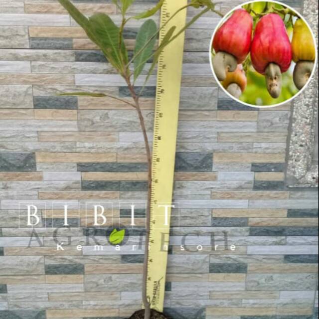 Bibit Jambu Mete/Jambu Mente/Jambu Monyet