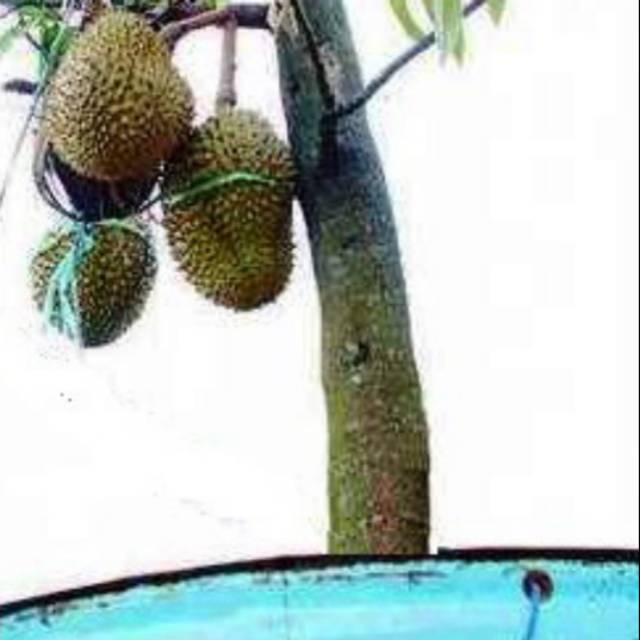 Bibit DURIAN TABULAMPOT kualitas super
