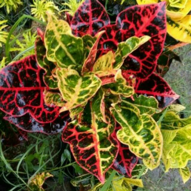 Terkeren 28+ Gambar Bunga Puring Kura Kura - Gambar Bunga ...