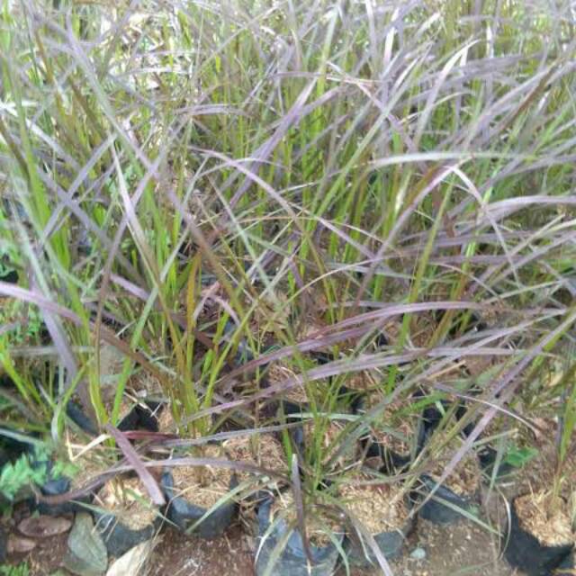 Tanaman Hias Alang-Alang Merah - jual alang alang merah