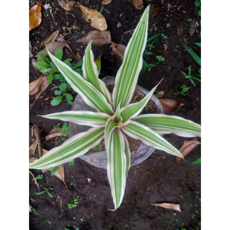 Bromolia hijau putih / bromelia pink/bromelia mini