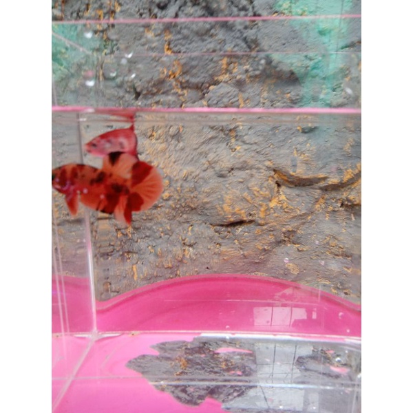 cupang sepasang pair nemo koi fancy multicolour