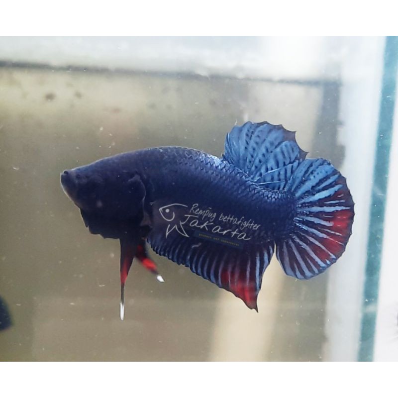 ikan cupang aduan Lokal super