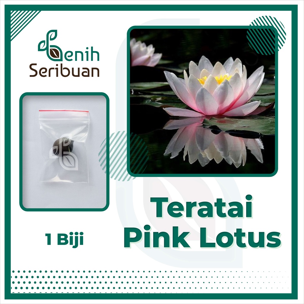 BS-BYL Bibit Bunga Benih Tanaman Bunga Hias Matahari Mawar Aster Vinca Krisan Telang Sunflower Krokot Lavender Marigold Zinnia-TERATAI PINK LOTUS