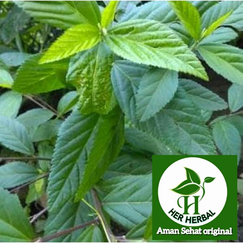 

daun sidaguri jantan segar 500 gram