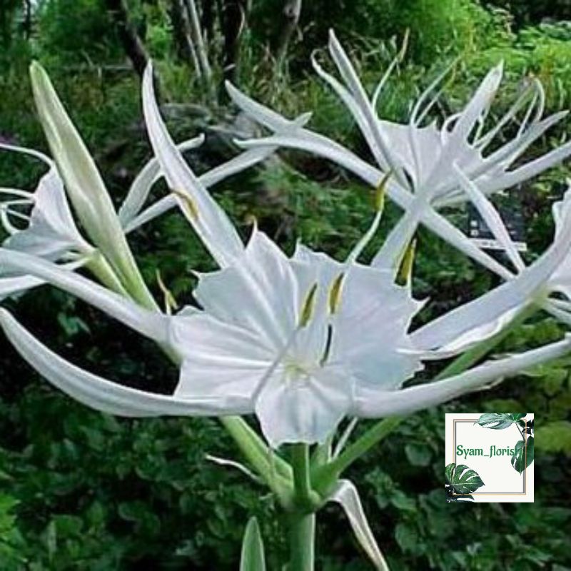 Tanaman Hias bakung air Mancur Hymenocallis