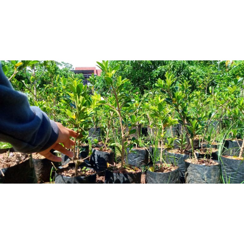 bibit bonsai ficus elegant