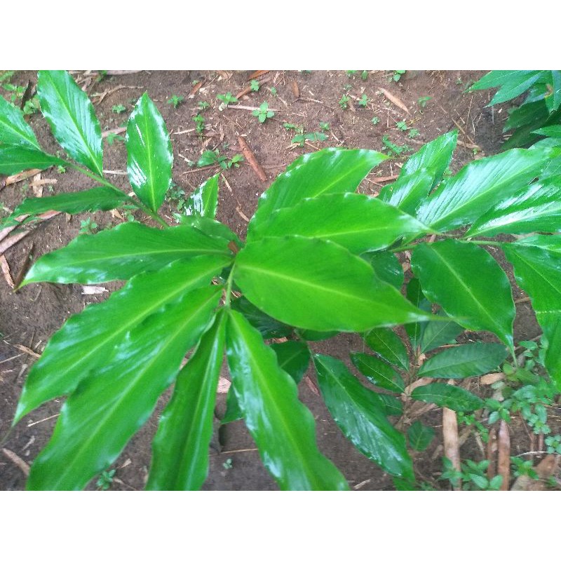 bibit kapolaga