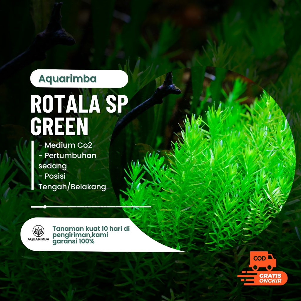 Rotala rotundifolia green - Tanaman Aquascape Tumbuhan Air Hidup Hiasan Dekorasi Pohon Aquarium