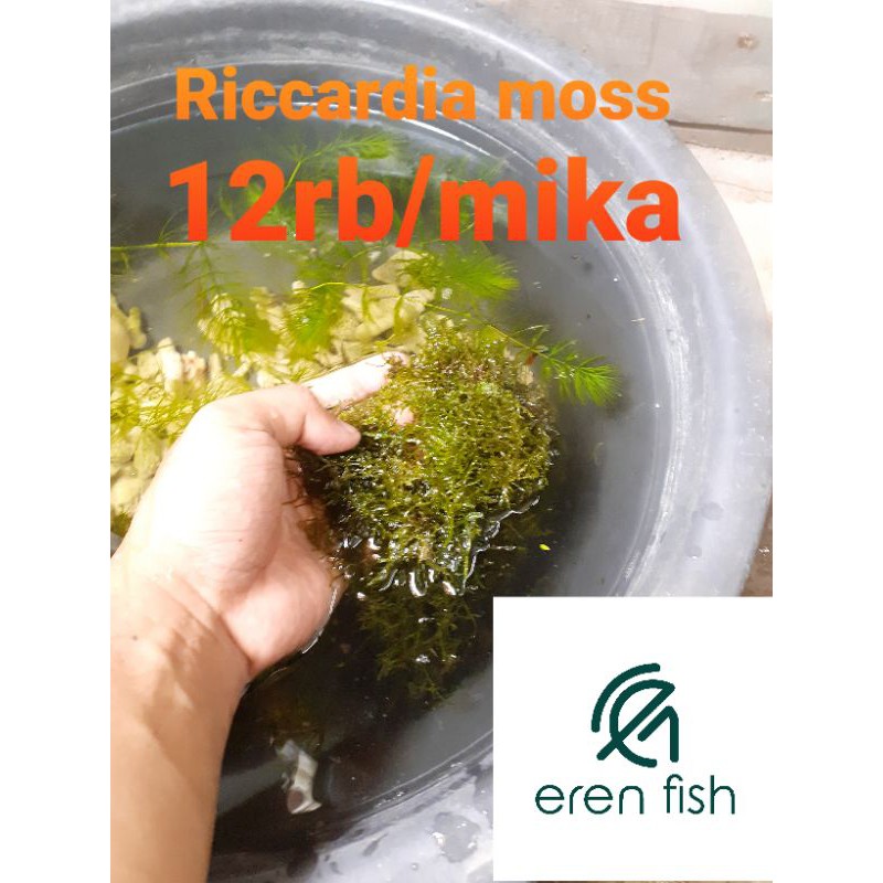 riccardia moss rikardia mos ricardia mos
