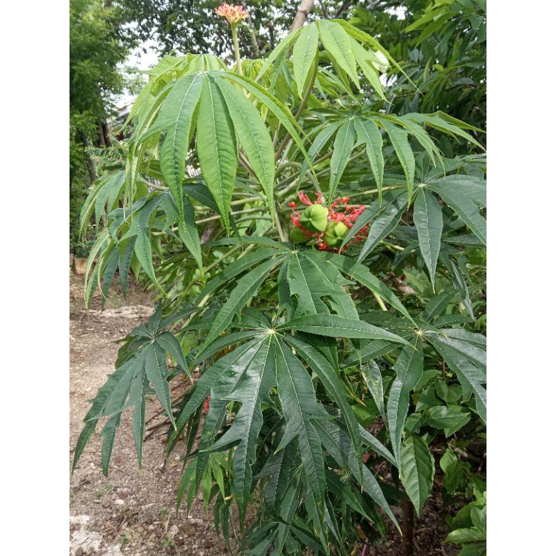 Bibit yudium. yodium. betadin hidup