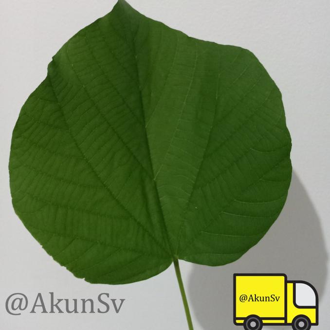 

BISA COD Daun Paliasa 70 Lembar SEGAR Untuk Obat Herbal (Wajib Sameday/Instan) /OBAT HERBAL ASAM URAT/OBAT HERBAL PELANGSING/OBAT HERBAL KOLESTEROL/OBAT HERBAL DIABETES