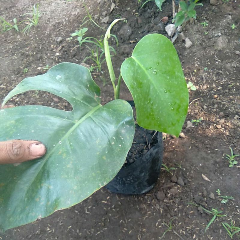 monstera deliciosa