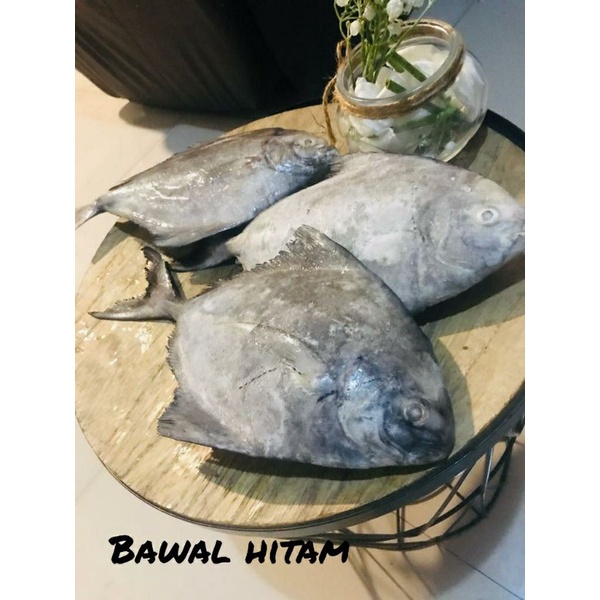 

Ikan bawal hitam