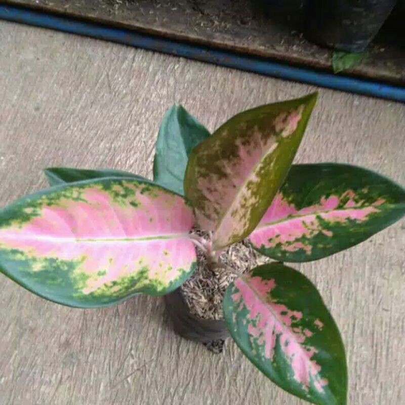 tanaman hias aglonema red kochin-red kochin-aglonema red kochin pohon bibit-aglaonema red kochin