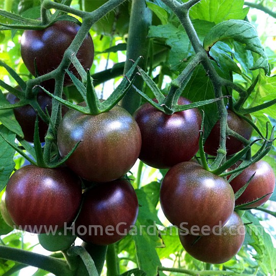 Benih Tomat, Cherry Tomato Black Cherry - Home Garden Seed