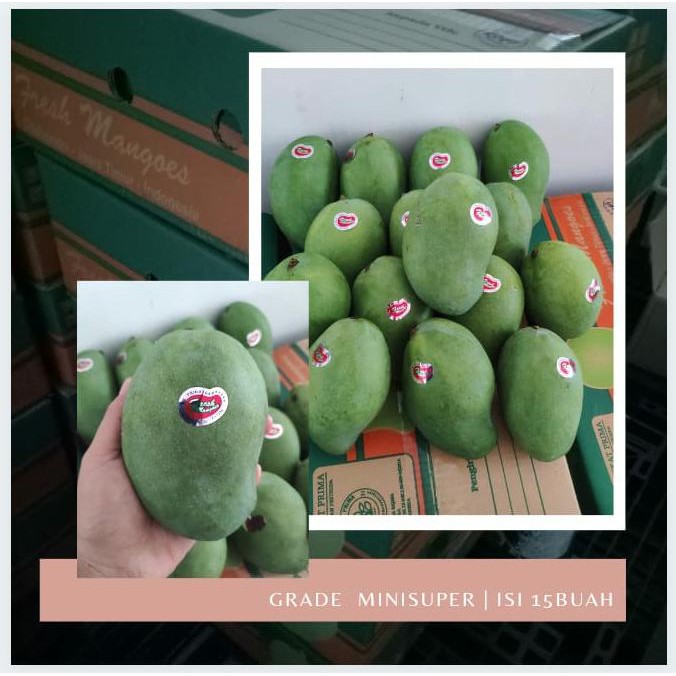 

Mangga Alpukat/Mangga Arumanis 143 (Fresh Mangoes) - Grade Mini Super 5,5 kg per dus