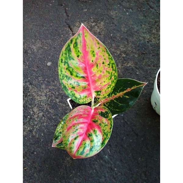 Aglaonema Mahasety