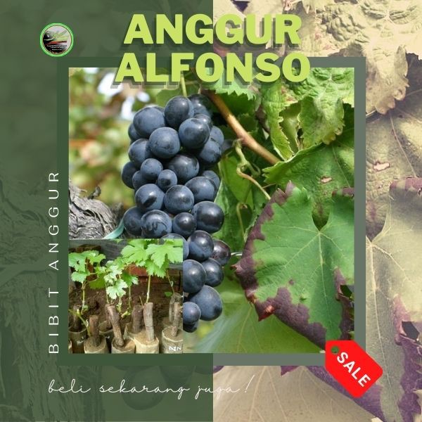 Benih Anggur Lokal Alfonso