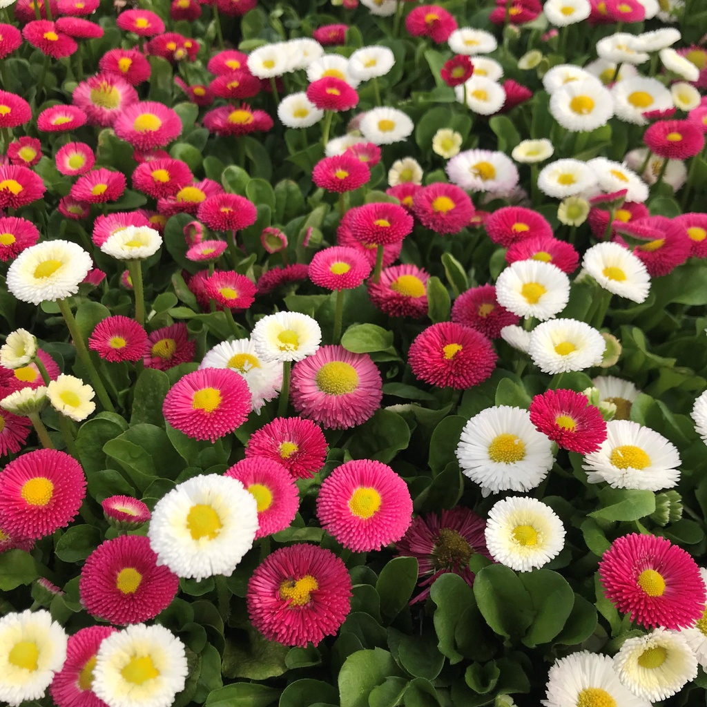 Benih Bibit Biji - Bunga English Daisy Mix Bellis perennis Pomponette Flower Seeds - IMPORT