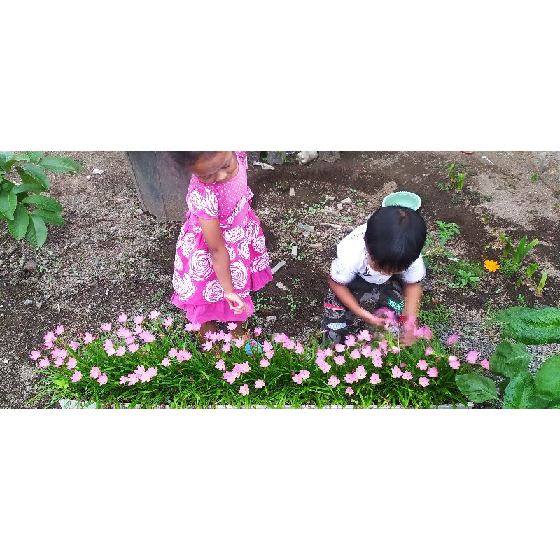 umbi bunga rain lily