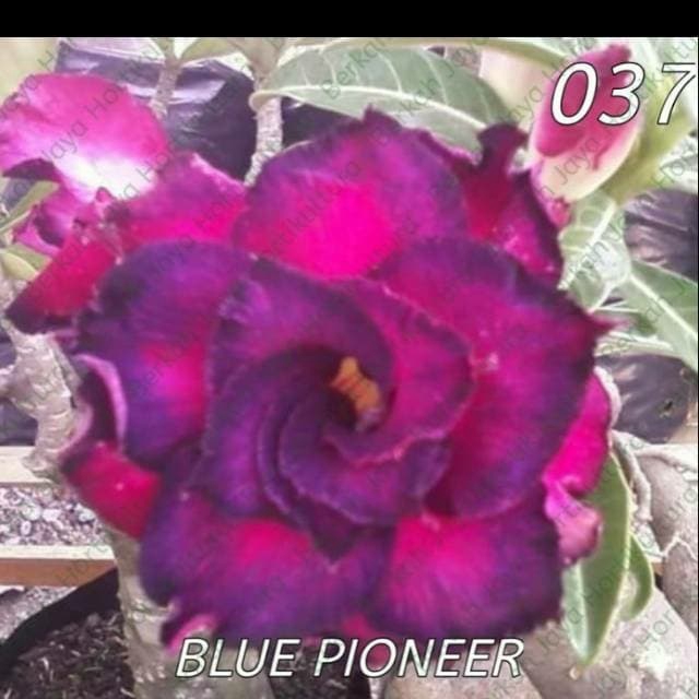 

murah bibit bunga kamboja adenium blue ploner