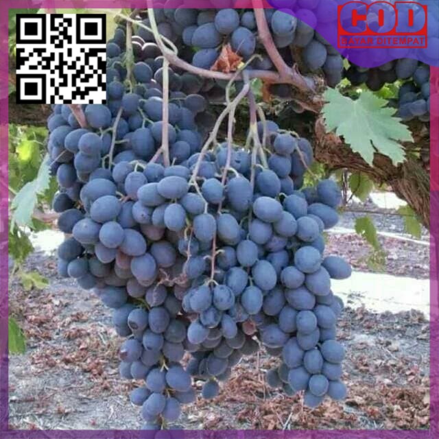 Bibit anggur import autumn royal