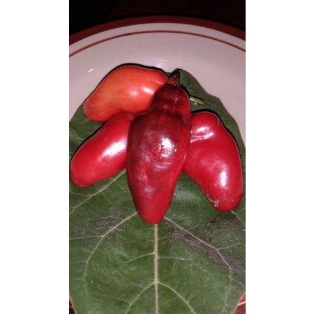 

cabe terong