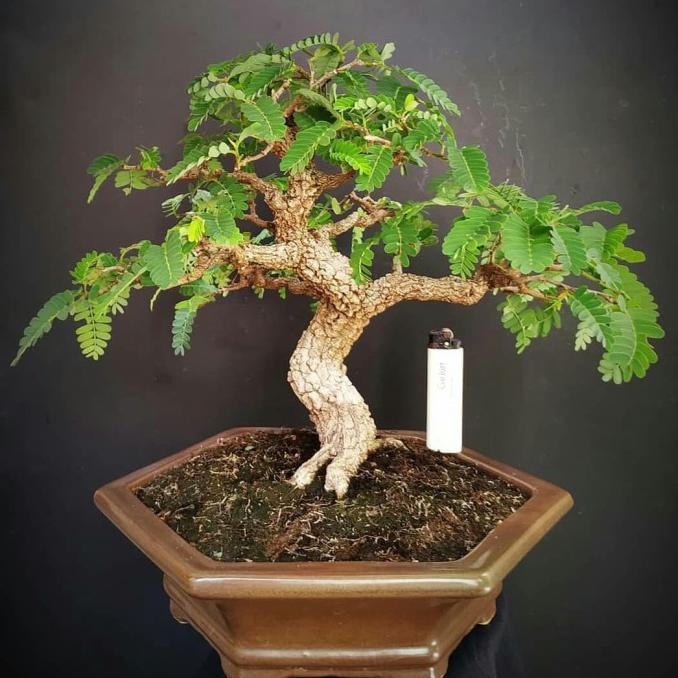 Berisi 500 Biji Benih Bonsai Asem Jawa Pilihan Siap Semai