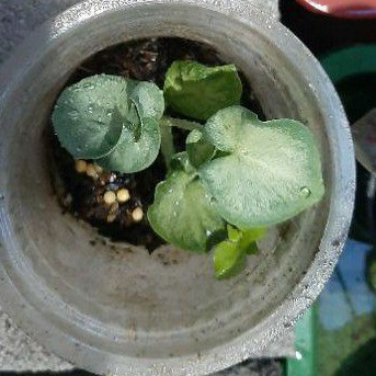 caladium White Jaguar daun Ganda