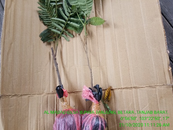 Tanaman/bibit Matoa (siap Tanam)