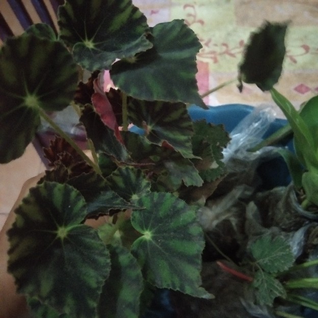 Begonia Kerang