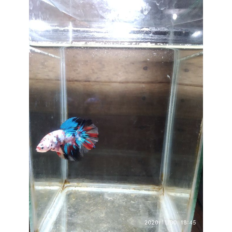 cupang halfmoon/HM koi galaxy/multycolour grade murah