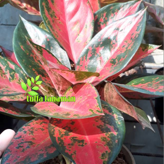 Aglonema red khocin ( khocin merah )