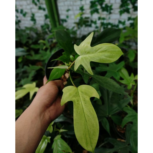 philodendron florida ghost