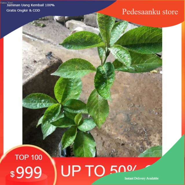 Bibibit keji beling organik pecah beling obat herbal