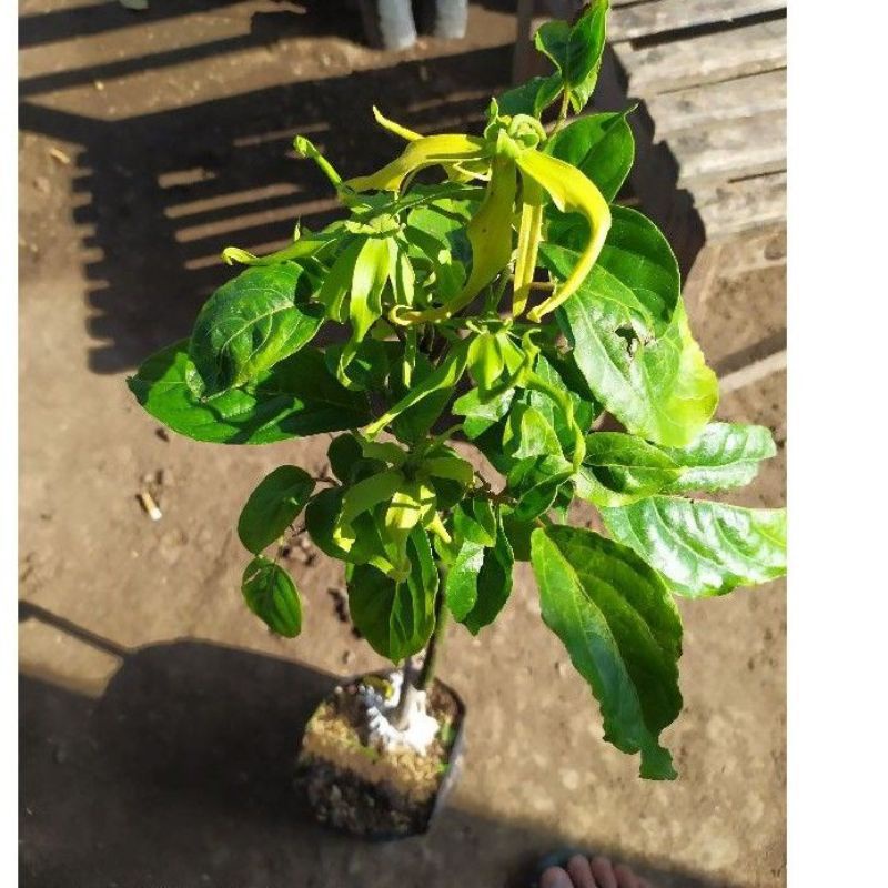 TANAMAN BUNGA KENANGA KUNING WANGI