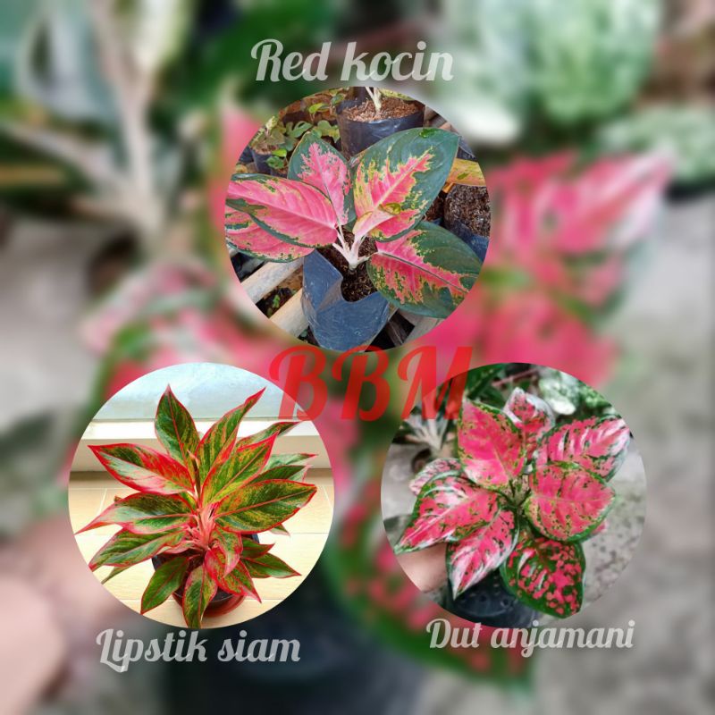 3 jenis aglonema lokal daun 4-7