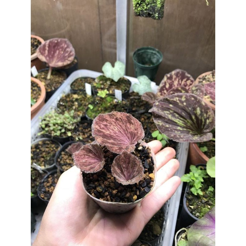 nervilia black Gardenfarm